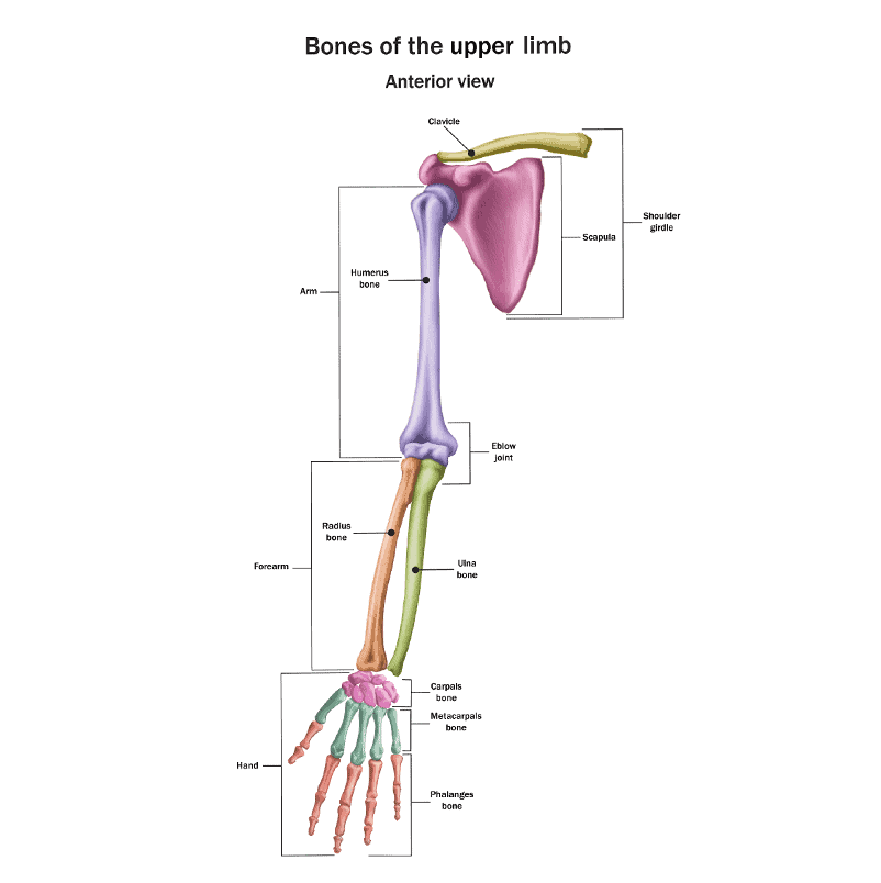 Anatomy of bones of the upper limb
